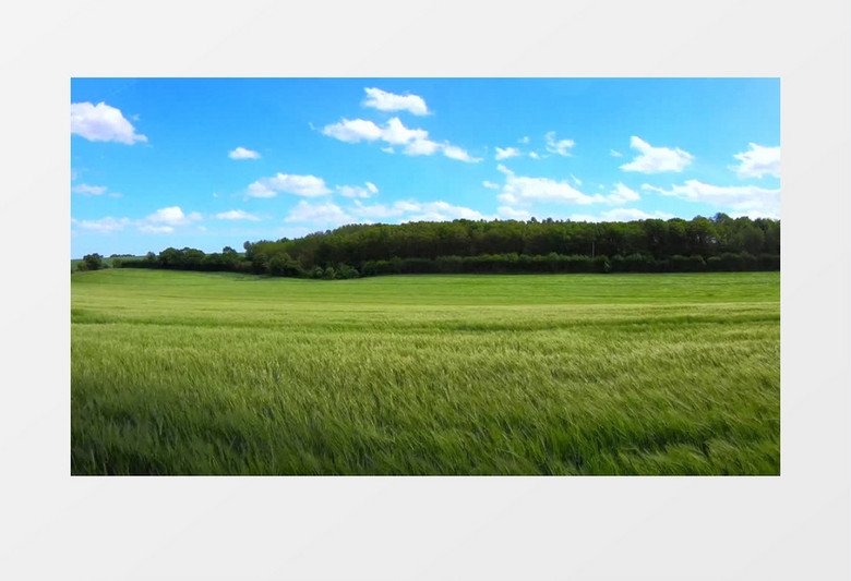 高清实拍风吹过绿色的麦田实拍视频素材