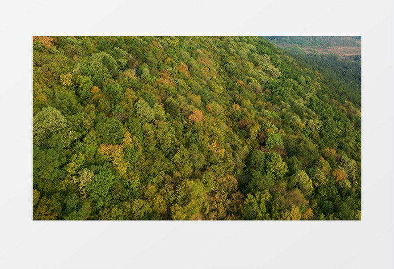 高清航拍大山上茂密的大树实拍视频素材