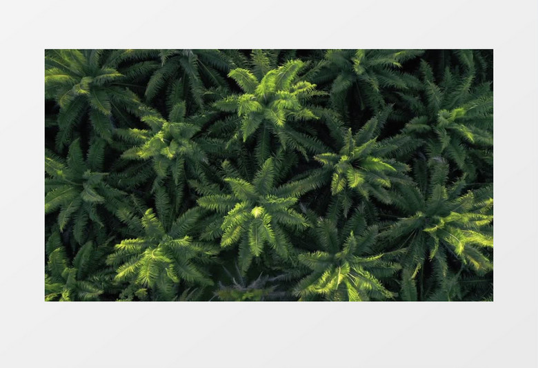 高清实拍茂密的南洋杉树丛实拍视频素材