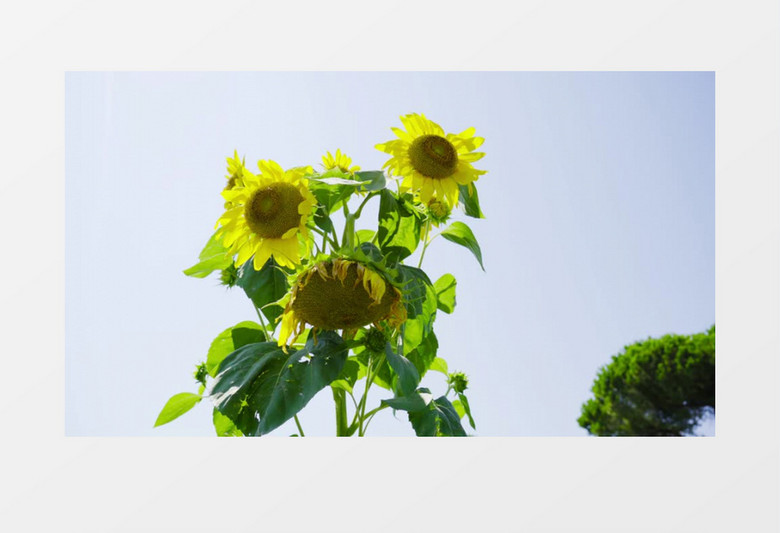 仰拍环绕几朵向日葵实拍视频
