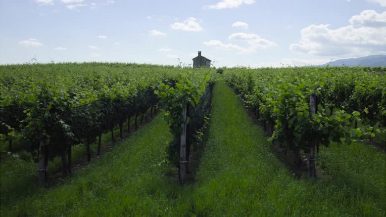 葡萄庄园里一大片绿油油的葡萄树实拍视频素材下载_mp4格式_熊猫办公