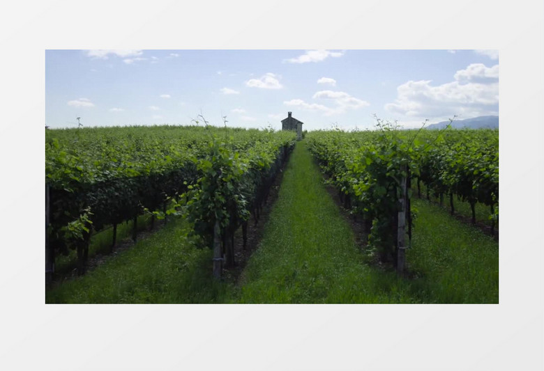 葡萄庄园里一大片绿油油的葡萄树实拍视频 