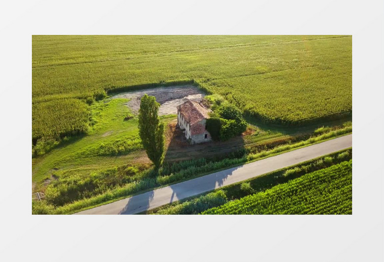俯拍被一片农作物包围的房子实拍视频