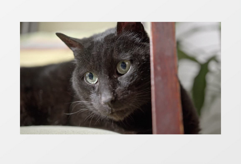 特写拍摄一只在椅子上的黑猫和一只橘猫玩耍实拍视频