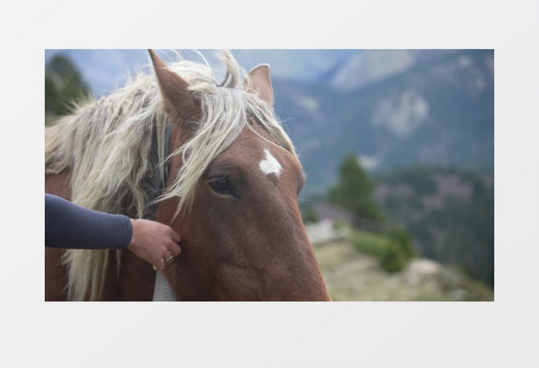 特写拍摄有人在抚摸马的脸部实拍视频