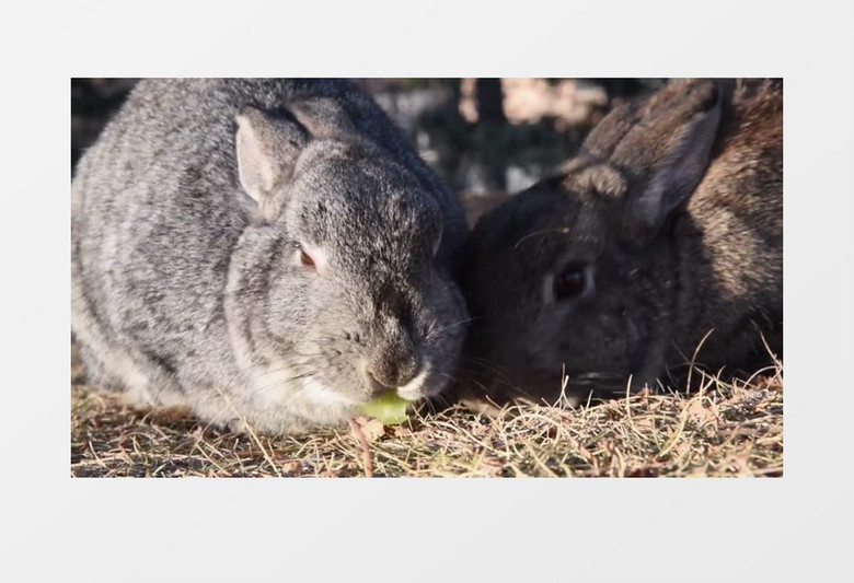 两只兔子正在吃菜实拍视频