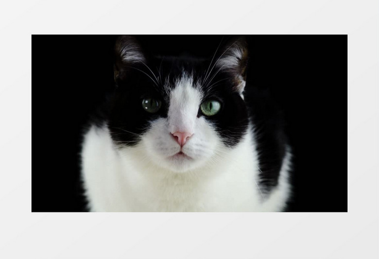 特写拍摄一只黑白猫正对着镜头实拍视频