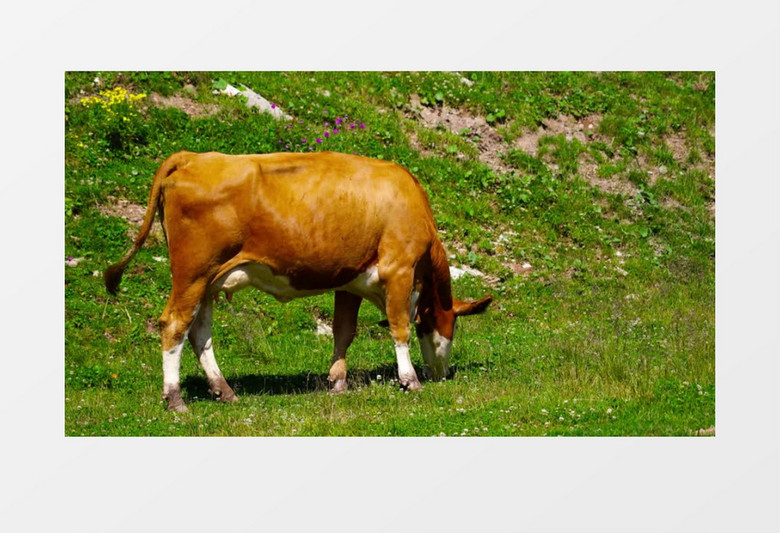 一只母牛正在草地上吃草实拍视频