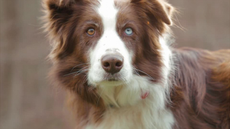 近景拍摄一只异瞳棕白色的边牧实拍视频