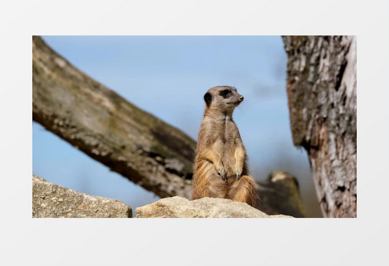 一只可爱的猫鼬正在四处张望实拍视频