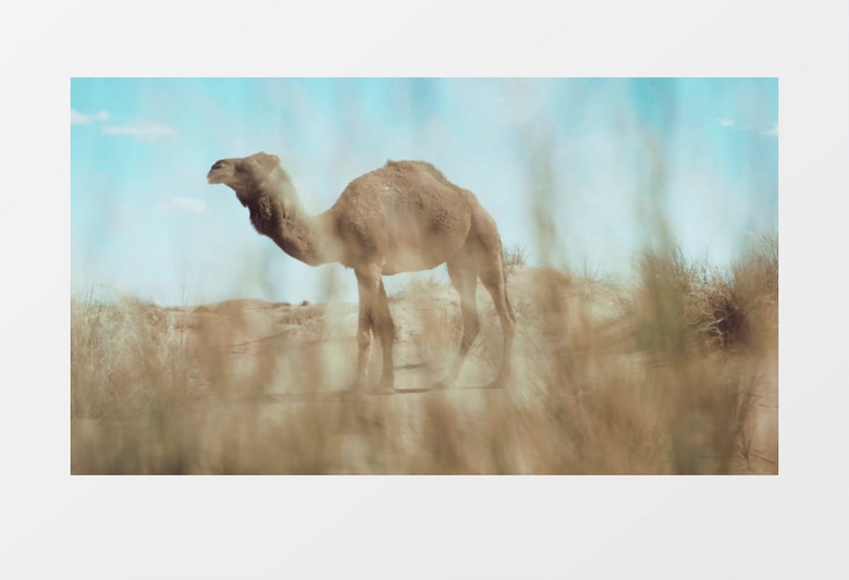 一只正在吃食物的骆驼实拍视频  
