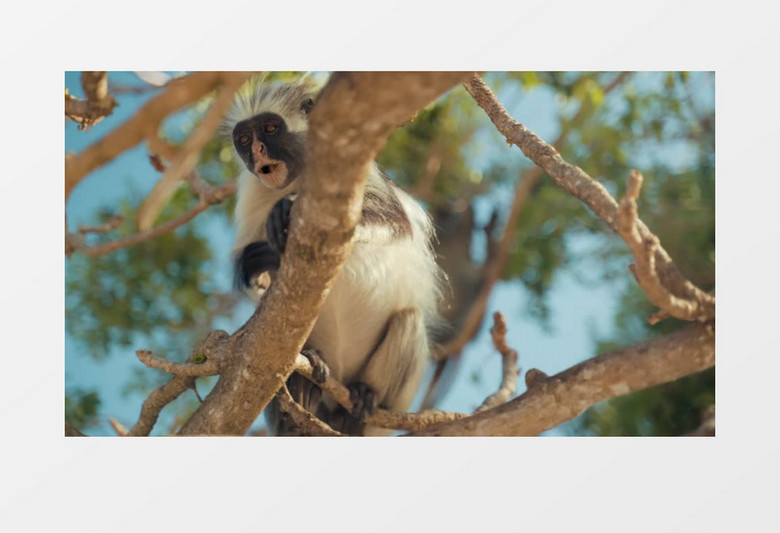 仰拍一只猴子正在树上吃果实实拍视频