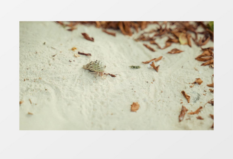 特写拍摄沙子上正在爬的寄居蟹实拍视频