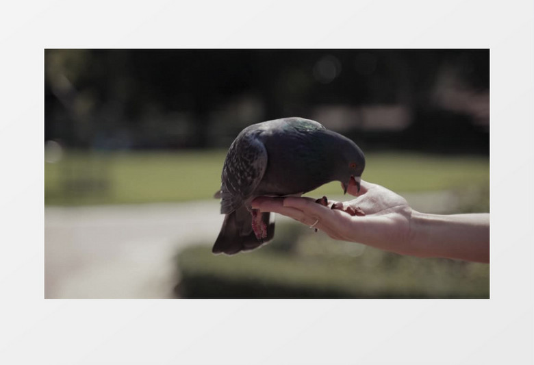 一只鸽子正在吃一个人手中的花生实拍视频