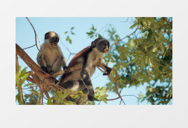 仰拍树上有两只猴子正在玩耍实拍视频