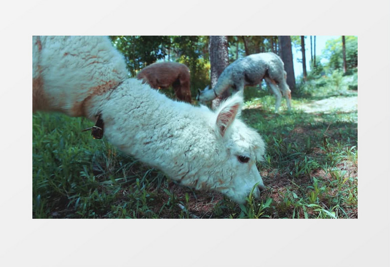 一群羊驼正在树林里觅食实拍视频