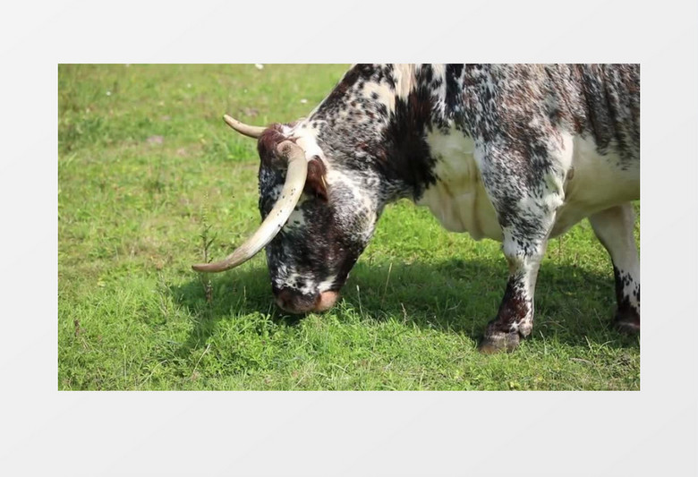 固定镜头拍摄一只正在吃草的牛实拍视频