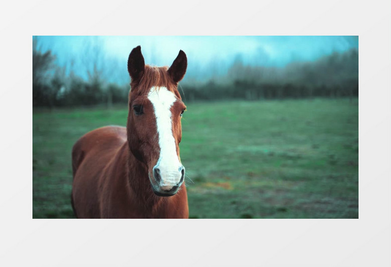 高清拍摄草地上的一匹马实拍视频