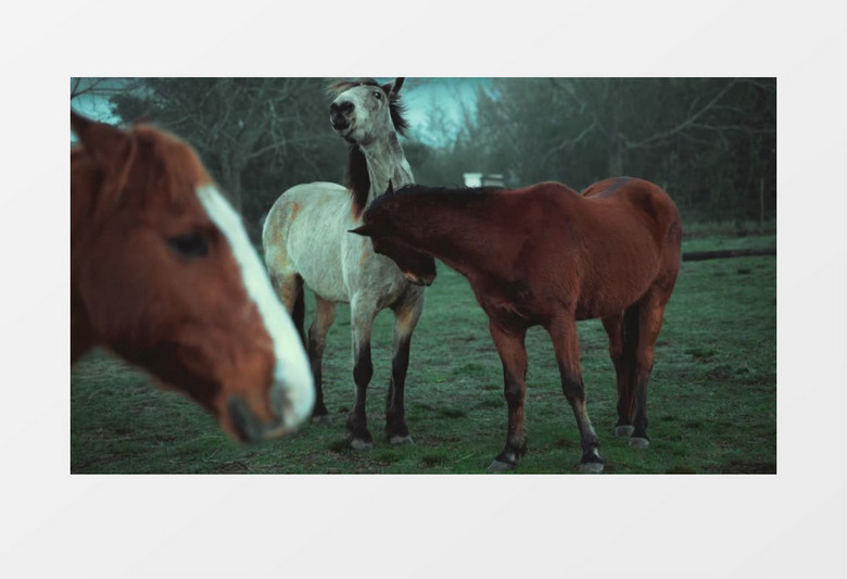 草地上有好多匹马实拍视频