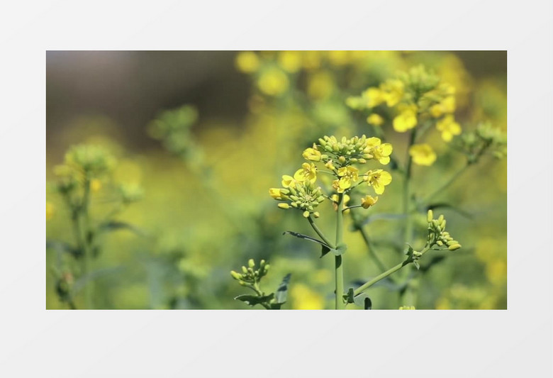 美丽油菜花自然风光实拍视频