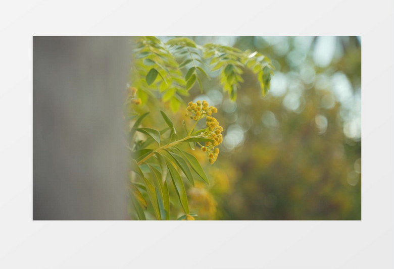 特写拍摄树上金色的花实拍视频