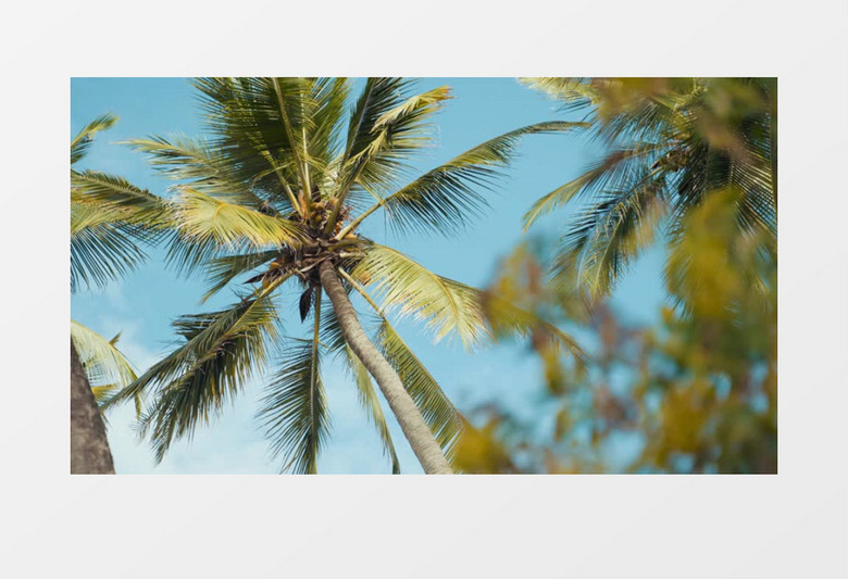 焦距转变拍摄椰树和花实拍视频