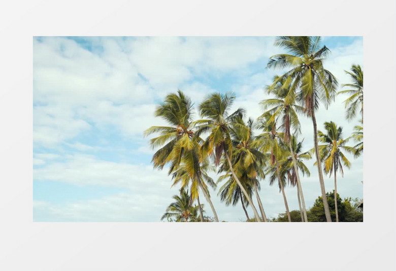 固定镜头拍摄椰子树和天空实拍视频