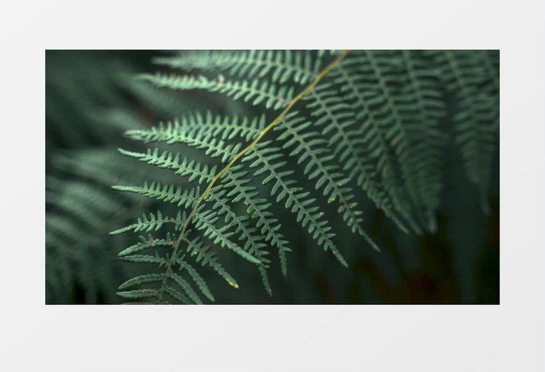 高清特写绿色是植物叶子实拍视频