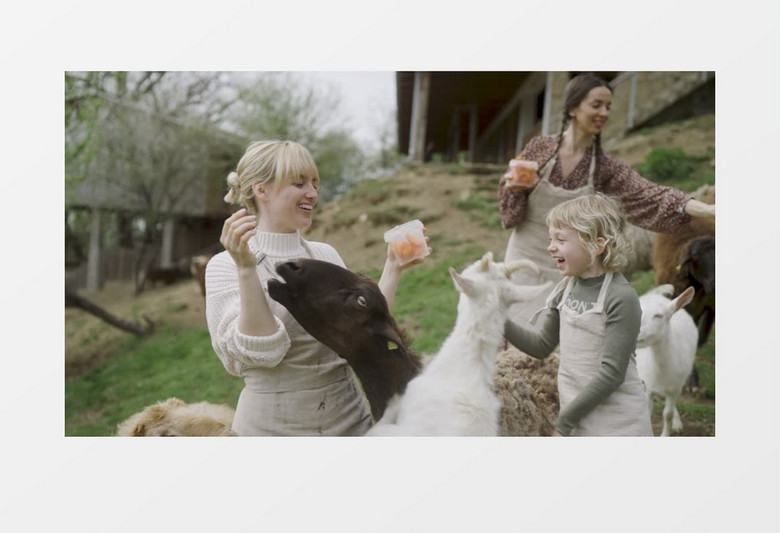 女子跟小孩正在给小羊们喂胡萝卜实拍视频