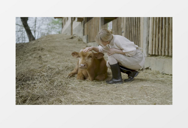女孩蹲在地上抚摸小牛的头实拍视频