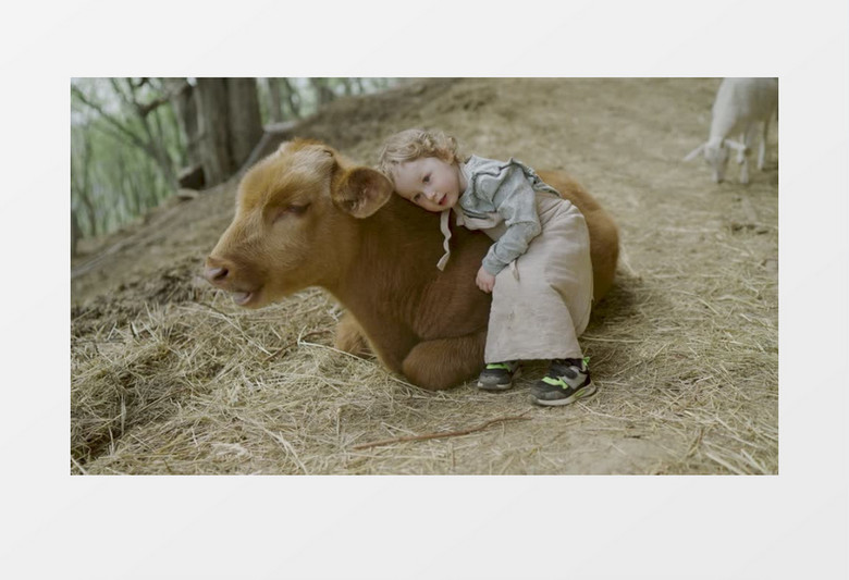 女孩趴在小牛身上实拍视频