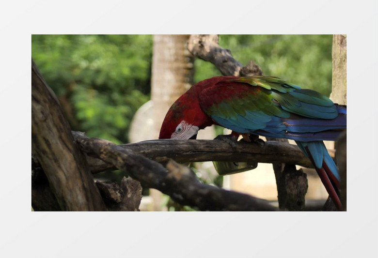 一只漂亮的鹦鹉正在进食实拍视频