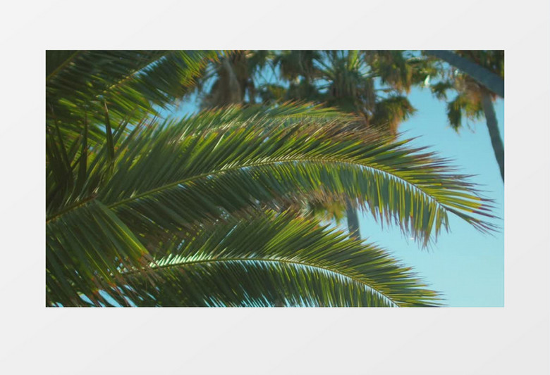高高的椰子树在微风下飘动实拍视频素材