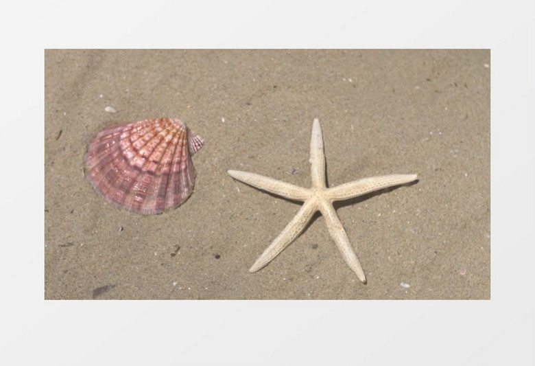 沙滩上的海星和贝壳实拍视频素材
