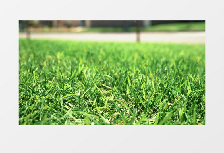 高清实拍绿色的草地和小飞虫实拍视频素材