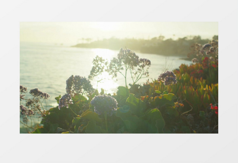 高清实拍夕阳下的海景和海边的植被实拍视频素材