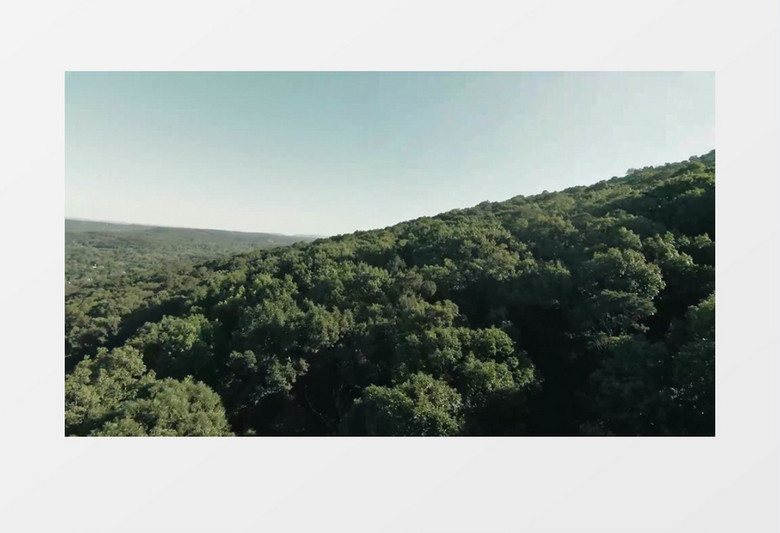 高清实拍郁郁葱葱的树林实拍视频素材