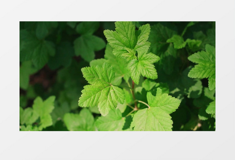 绿叶在风中晃动实拍视频素材