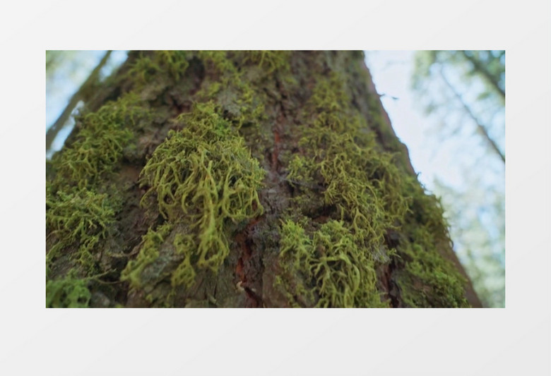 树干上生长的绿色衍生物实拍视频素材