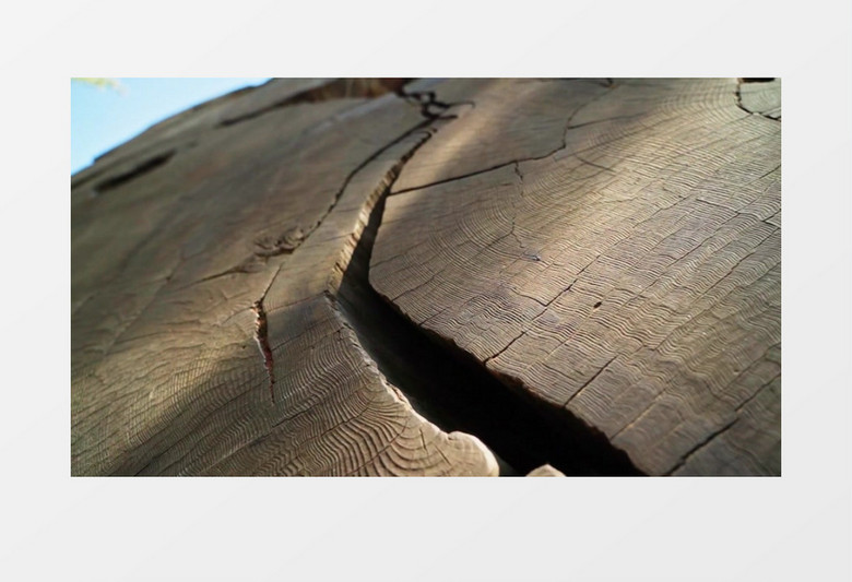 古树层层的年轮实拍视频素材