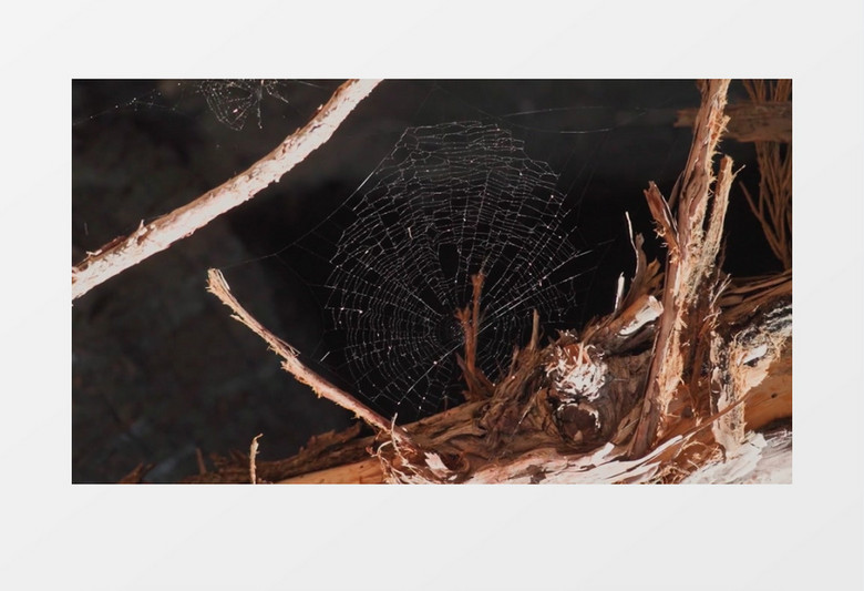 枯树枝上蜘蛛网实拍视频素材