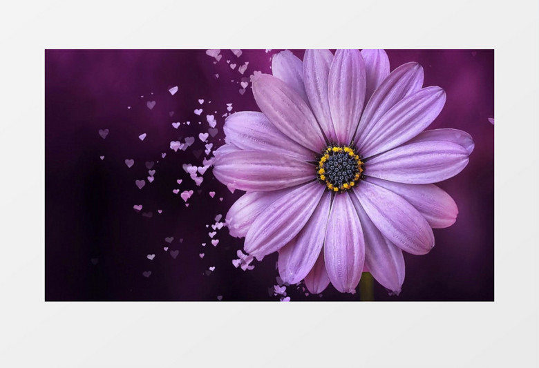 紫色梦幻雏菊散发紫色爱心粒子背景视频素材