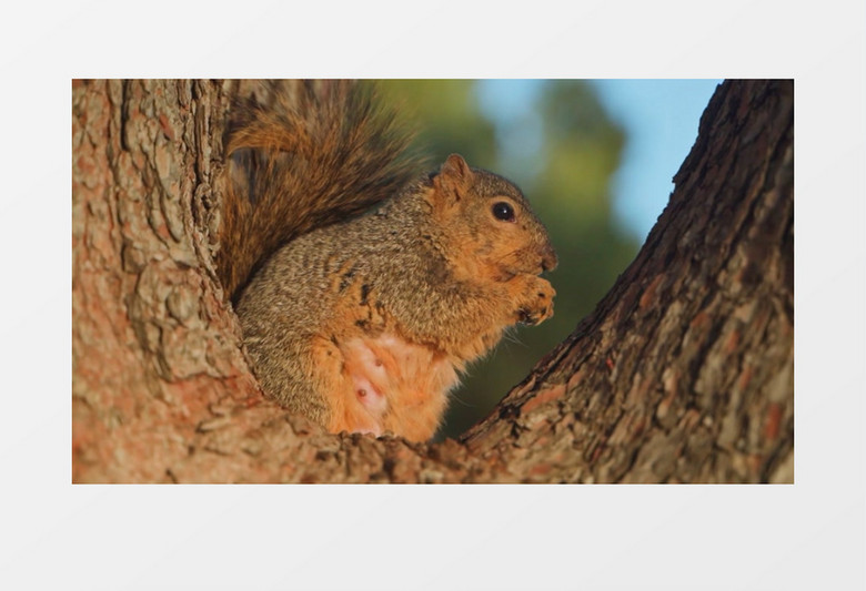 小松鼠坐在树上吃食物实拍视频素材