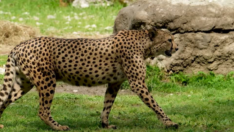 一只金钱豹在草地上行走实拍视频素材