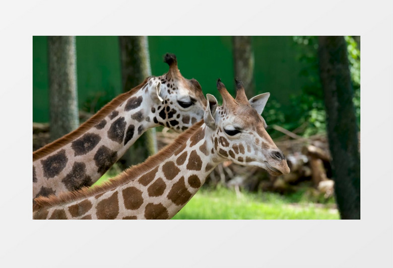 两只长颈鹿在一起觅食咀嚼食物实拍视频素材