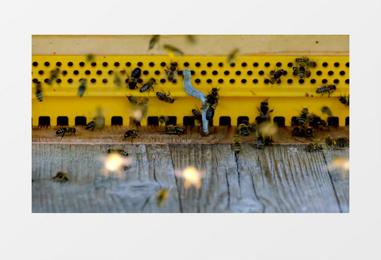 蜜蜂在蜂巢中穿梭酿蜜实拍视频素材