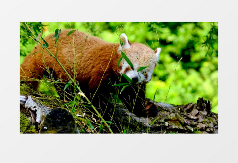 小熊猫在悠闲的吃竹叶实拍视频素材