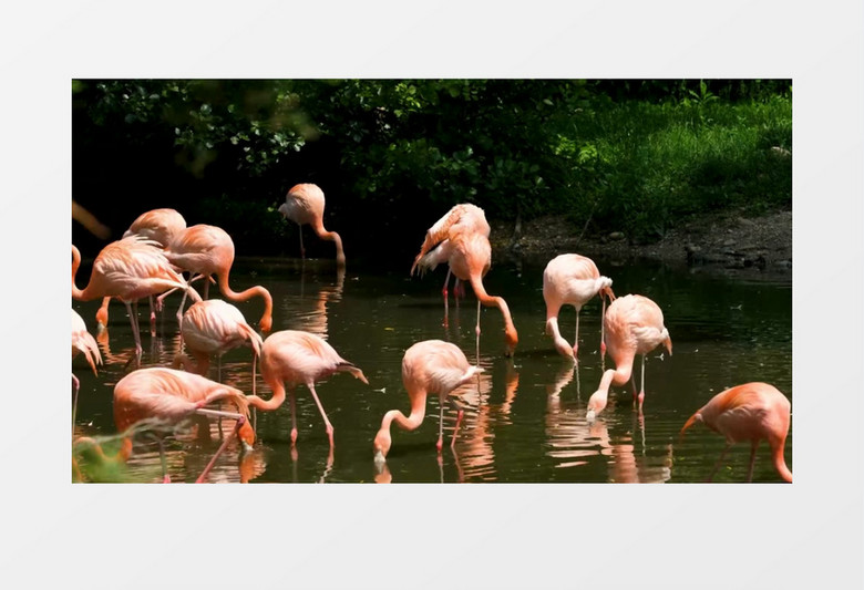 一群火烈鸟在水边觅食整理羽毛实拍视频素材