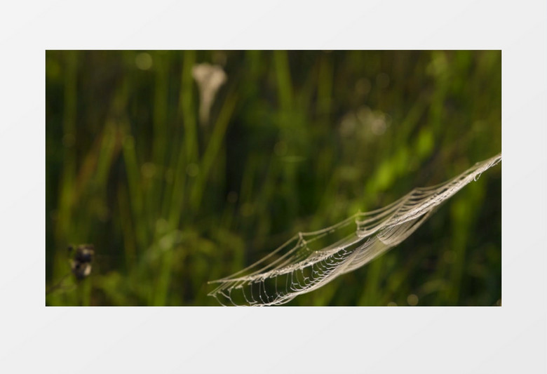 实拍蜘蛛遗留的破掉的蜘蛛网实拍视频素材