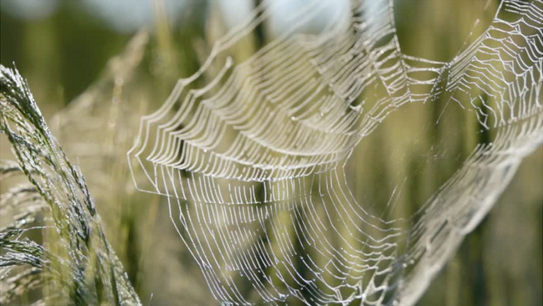 残破的蜘蛛网在风中摇晃实拍视频素材